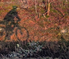 20160129_na2kotaca_misa_nicinger